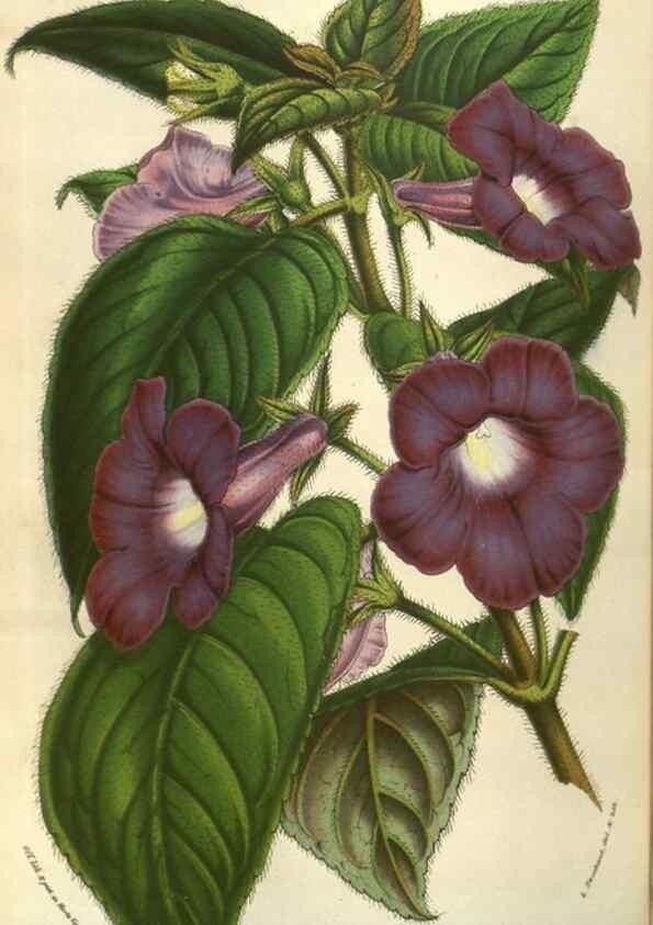 Reproducción/Reproduction 49583824926: Flore des serres et des jardins de l'Europe. A Gand :chez Louis van Houtte, eÌditeur,1845-1880.. 
