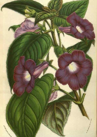 Reproducción/Reproduction 49583824926: Flore des serres et des jardins de l'Europe. A Gand :chez Louis van Houtte, eÌditeur,1845-1880.. 