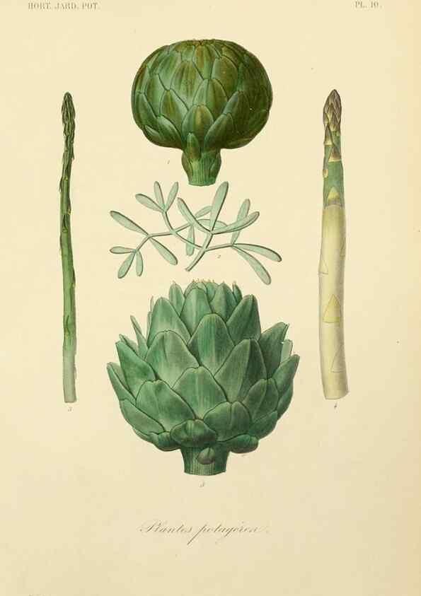 Reproducción/Reproduction 49583200108: Le Règne végétal;. Paris,L. Guérin,1870-72.. 
