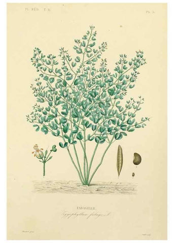 Reproducción/Reproduction 49583130833: Le Règne végétal;. Paris,L. Guérin,1870-72.. 