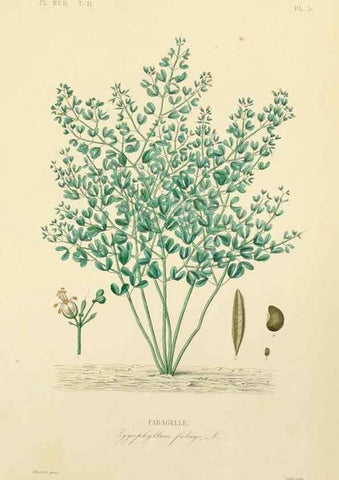 Reproducción/Reproduction 49583130833: Le Règne végétal;. Paris,L. Guérin,1870-72.. 