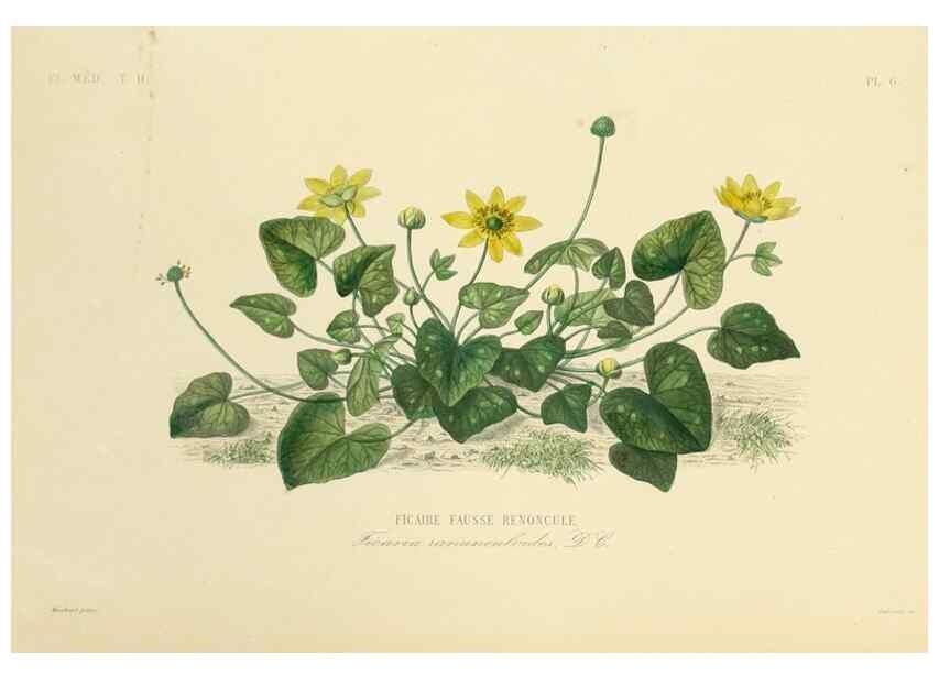 Reproducción/Reproduction 49583626406: Le Règne végétal;. Paris,L. Guérin,1870-72.. 