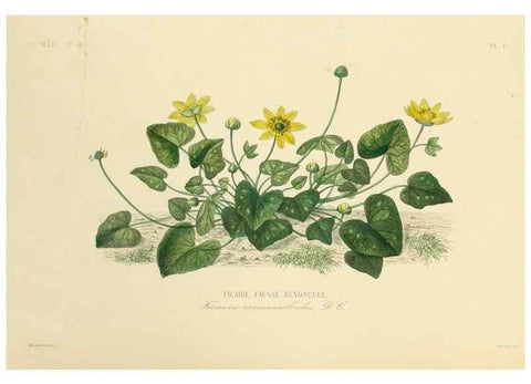 Reproducción/Reproduction 49583626406: Le Règne végétal;. Paris,L. Guérin,1870-72.. 