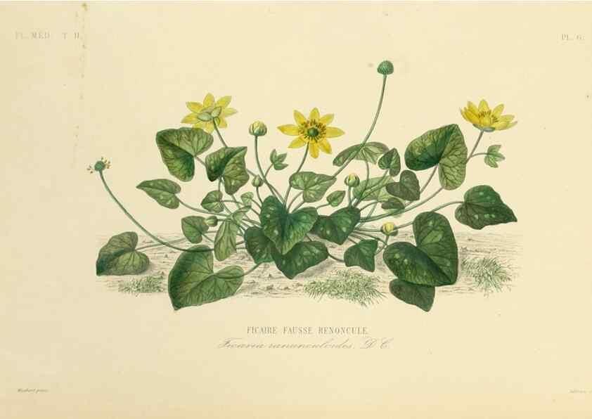 Reproducción/Reproduction 49583626406: Le Règne végétal;. Paris,L. Guérin,1870-72.. 