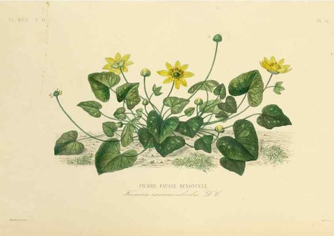 Reproducción/Reproduction 49583626406: Le Règne végétal;. Paris,L. Guérin,1870-72.. 