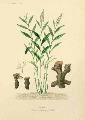 Reproducción/Reproduction 49583626736: Le Règne végétal;. Paris,L. Guérin,1870-72.. 