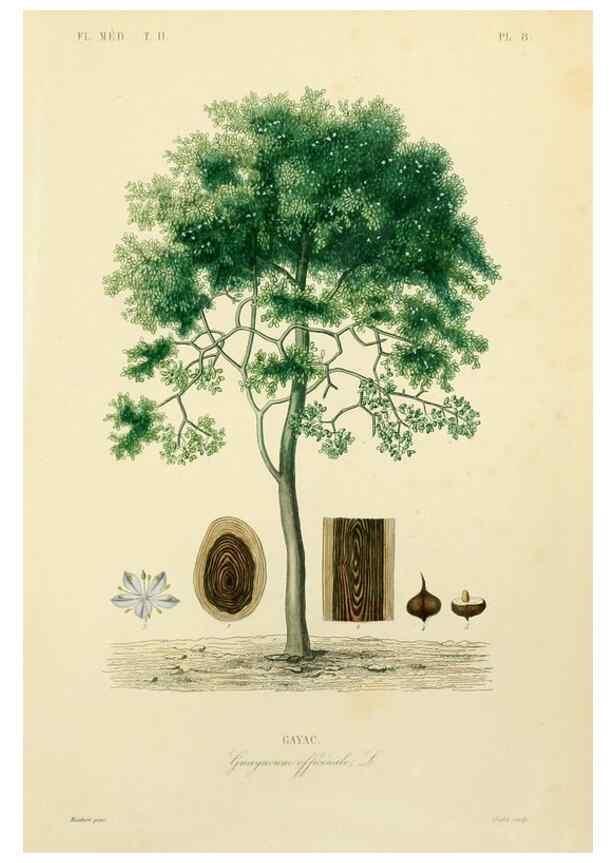 Reproducción/Reproduction 49583627031: Le Règne végétal;. Paris,L. Guérin,1870-72.. 