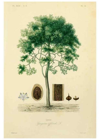 Reproducción/Reproduction 49583627031: Le Règne végétal;. Paris,L. Guérin,1870-72.. 
