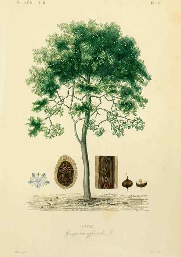Reproducción/Reproduction 49583627031: Le Règne végétal;. Paris,L. Guérin,1870-72.. 