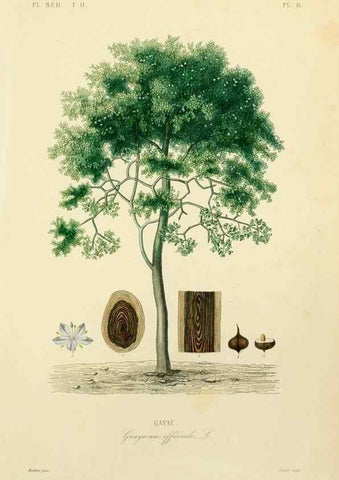 Reproducción/Reproduction 49583627031: Le Règne végétal;. Paris,L. Guérin,1870-72.. 