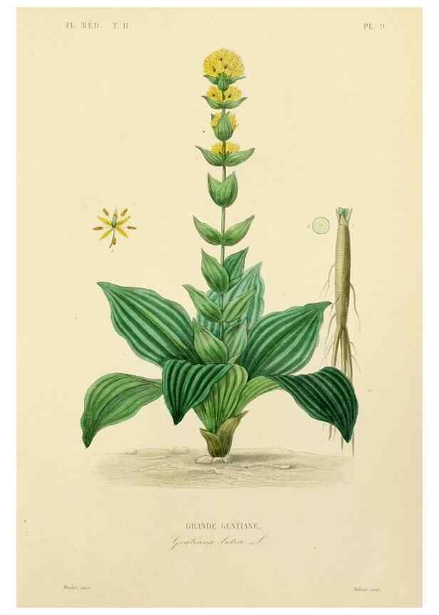 Reproducción/Reproduction 49583627286: Le Règne végétal;. Paris,L. Guérin,1870-72.. 