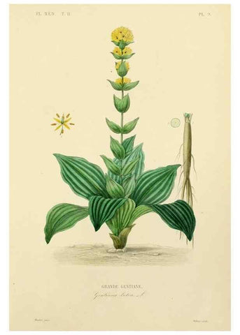 Reproducción/Reproduction 49583627286: Le Règne végétal;. Paris,L. Guérin,1870-72.. 