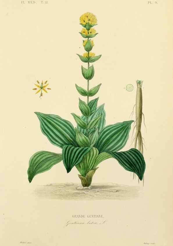 Reproducción/Reproduction 49583627286: Le Règne végétal;. Paris,L. Guérin,1870-72.. 