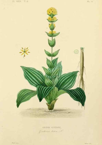 Reproducción/Reproduction 49583627286: Le Règne végétal;. Paris,L. Guérin,1870-72.. 