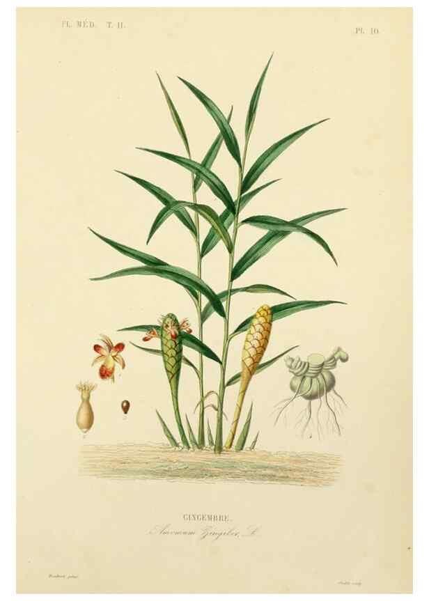 Reproducción/Reproduction 49583132358: Le Règne végétal;. Paris,L. Guérin,1870-72.. 