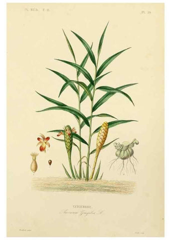 Reproducción/Reproduction 49583132358: Le Règne végétal;. Paris,L. Guérin,1870-72.. 