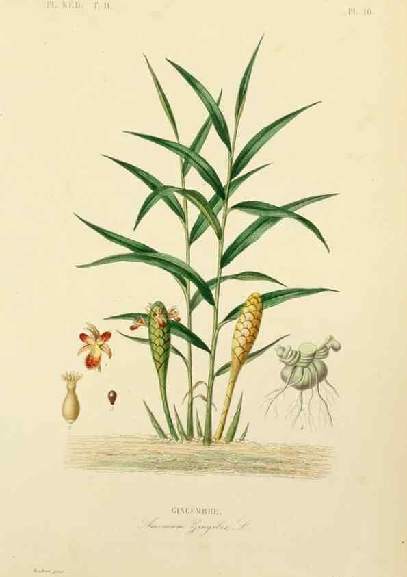 Reproducción/Reproduction 49583132358: Le Règne végétal;. Paris,L. Guérin,1870-72.. 