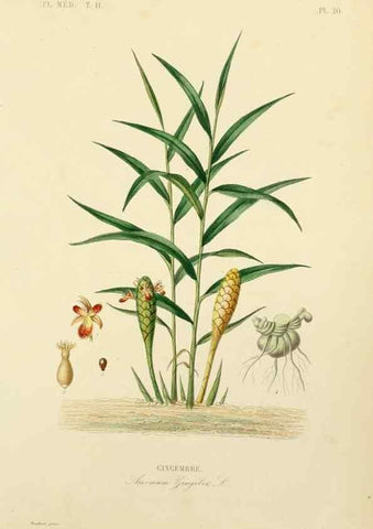 Reproducción/Reproduction 49583132358: Le Règne végétal;. Paris,L. Guérin,1870-72.. 