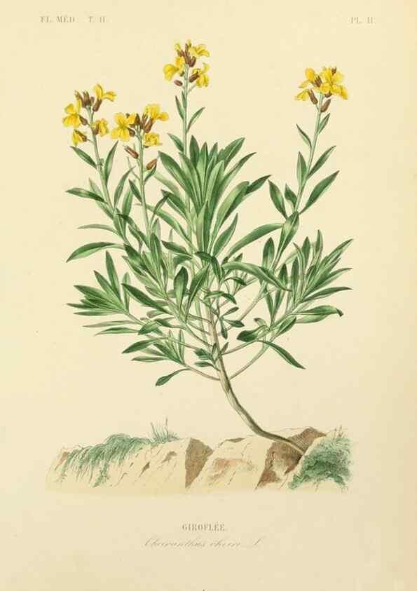 Reproducción/Reproduction 49583132598: Le Règne végétal;. Paris,L. Guérin,1870-72.. 