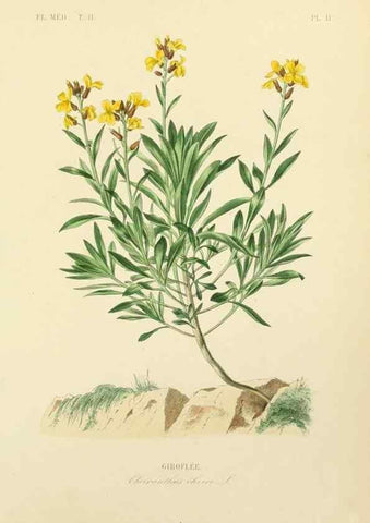 Reproducción/Reproduction 49583132598: Le Règne végétal;. Paris,L. Guérin,1870-72.. 