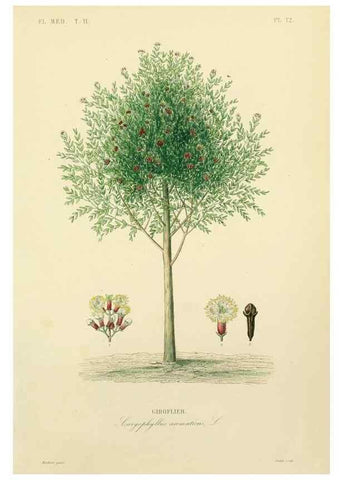 Reproducción/Reproduction 49583628146: Le Règne végétal;. Paris,L. Guérin,1870-72.. 