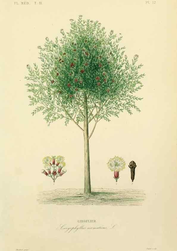 Reproducción/Reproduction 49583628146: Le Règne végétal;. Paris,L. Guérin,1870-72.. 