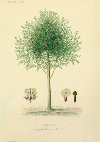 Reproducción/Reproduction 49583628146: Le Règne végétal;. Paris,L. Guérin,1870-72.. 
