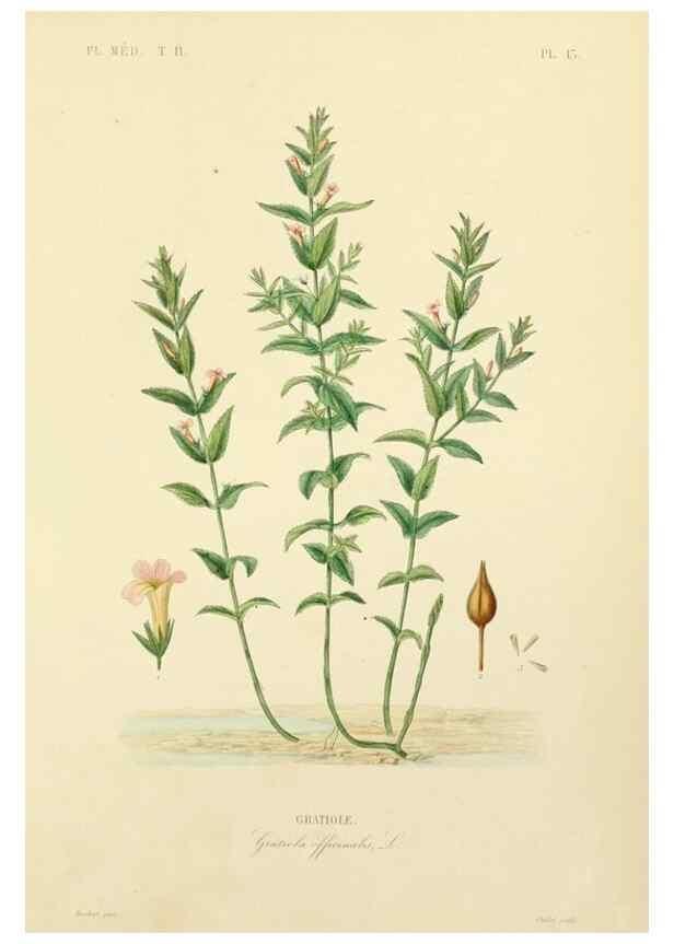 Reproducción/Reproduction 49583864157: Le Règne végétal;. Paris,L. Guérin,1870-72.. 