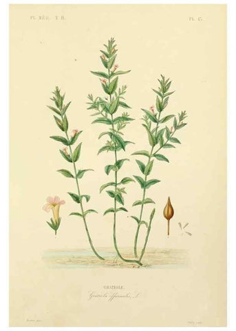 Reproducción/Reproduction 49583864157: Le Règne végétal;. Paris,L. Guérin,1870-72.. 
