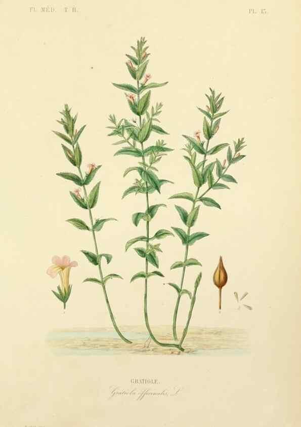 Reproducción/Reproduction 49583864157: Le Règne végétal;. Paris,L. Guérin,1870-72.. 