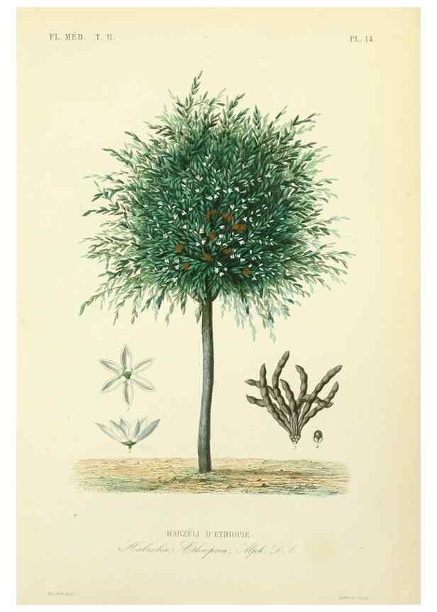 Reproducción/Reproduction 49583864482: Le Règne végétal;. Paris,L. Guérin,1870-72.. 