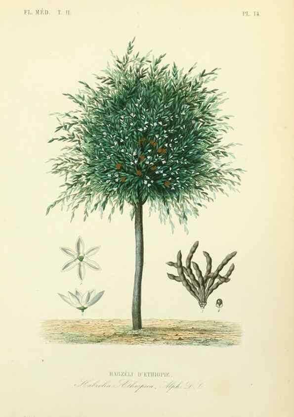 Reproducción/Reproduction 49583864482: Le Règne végétal;. Paris,L. Guérin,1870-72.. 