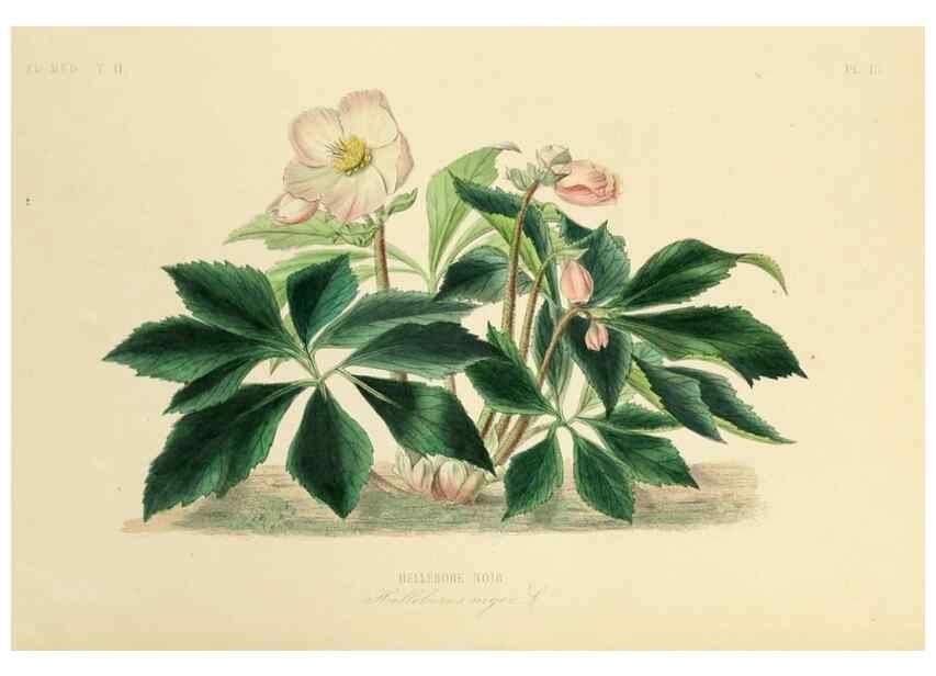 Reproducción/Reproduction 49583133588: Le Règne végétal;. Paris,L. Guérin,1870-72.. 