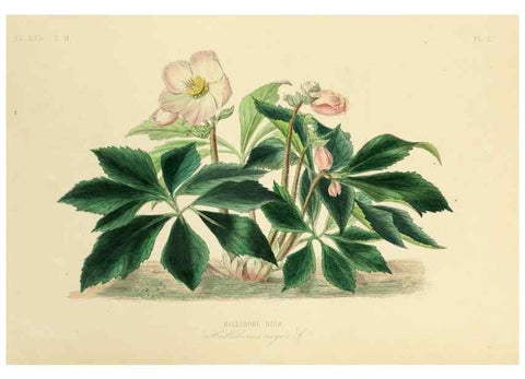Reproducción/Reproduction 49583133588: Le Règne végétal;. Paris,L. Guérin,1870-72.. 