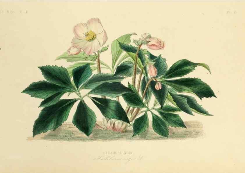 Reproducción/Reproduction 49583133588: Le Règne végétal;. Paris,L. Guérin,1870-72.. 