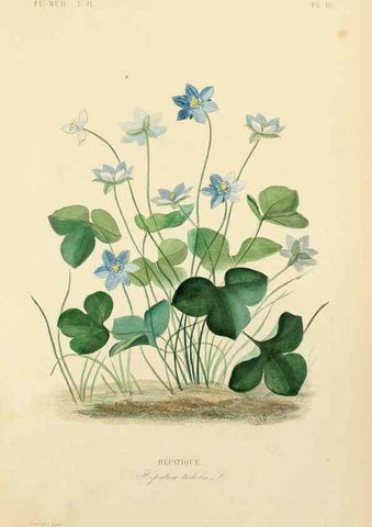 Reproducción/Reproduction 49583133838: Le Règne végétal;. Paris,L. Guérin,1870-72.. 