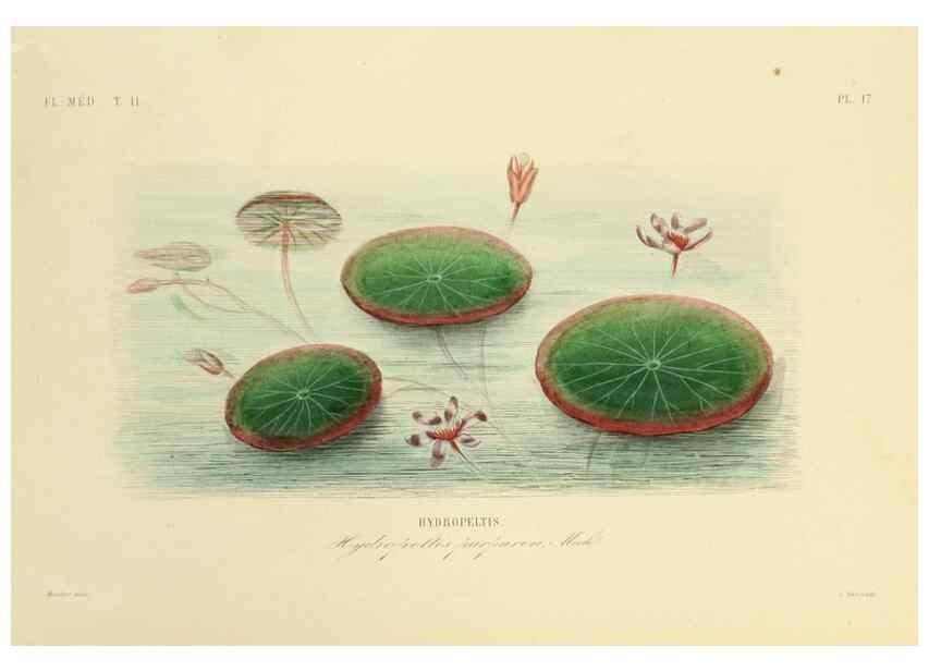 Reproducción/Reproduction 49583629536: Le Règne végétal;. Paris,L. Guérin,1870-72.. 