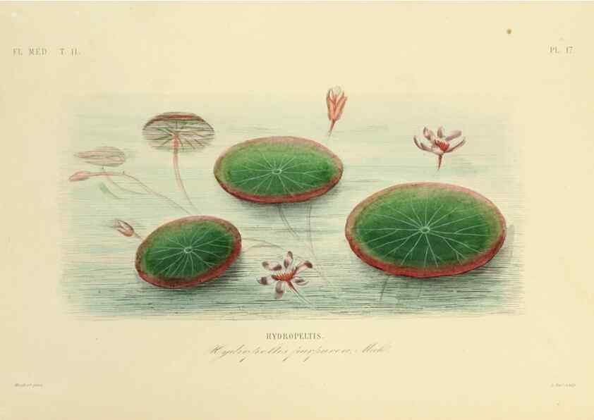 Reproducción/Reproduction 49583629536: Le Règne végétal;. Paris,L. Guérin,1870-72.. 