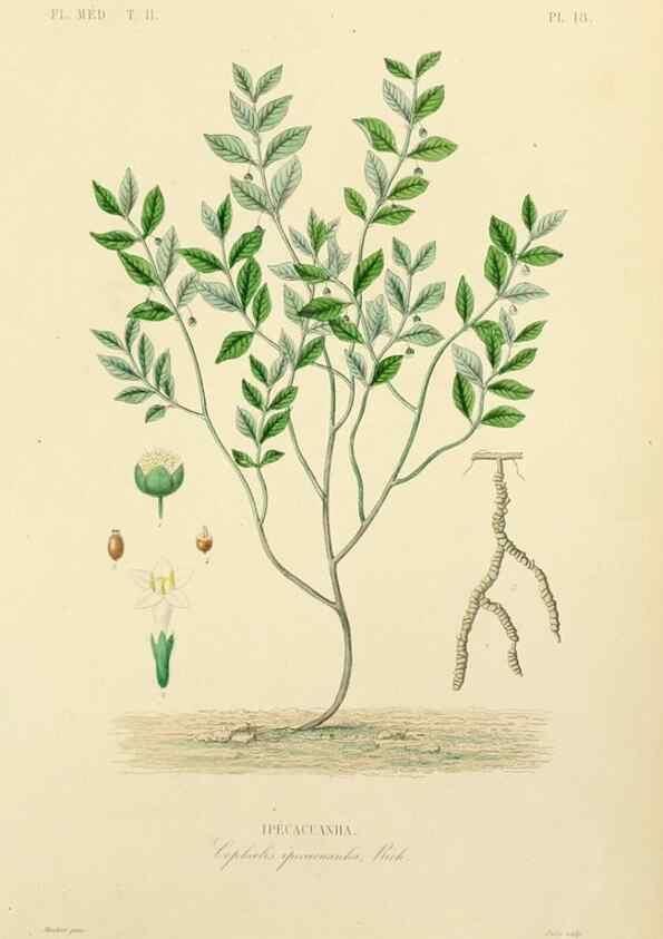 Reproducción/Reproduction 49583865507: Le Règne végétal;. Paris,L. Guérin,1870-72.. 