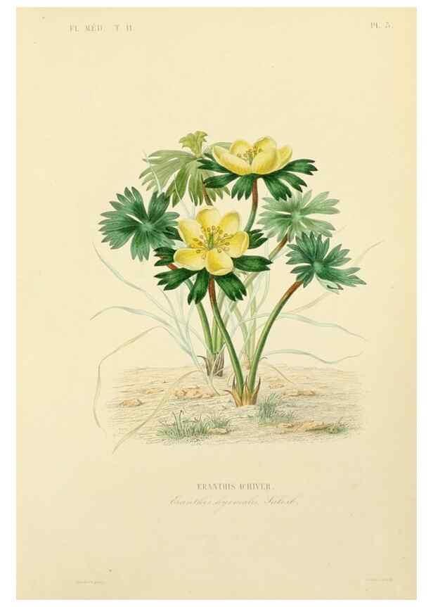 Reproducción/Reproduction 49583861397: Le Règne végétal;. Paris,L. Guérin,1870-72.. 