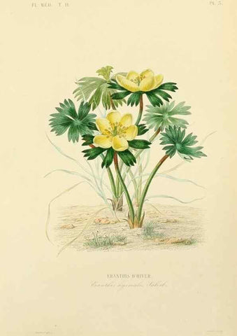 Reproducción/Reproduction 49583861397: Le Règne végétal;. Paris,L. Guérin,1870-72.. 