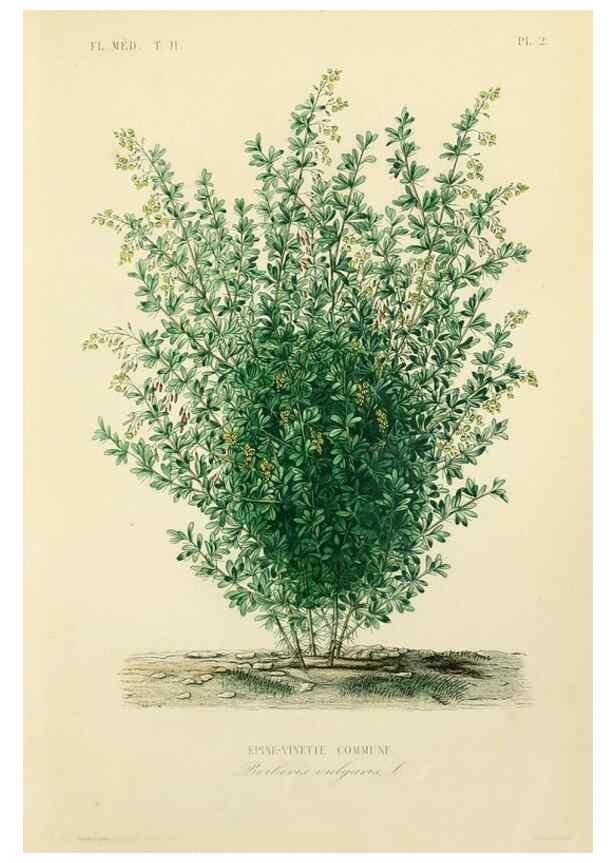Reproducción/Reproduction 49583625451: Le Règne végétal;. Paris,L. Guérin,1870-72.. 