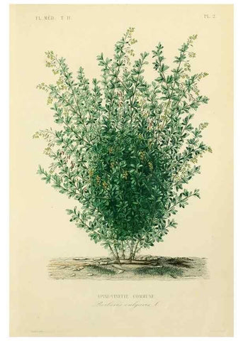 Reproducción/Reproduction 49583625451: Le Règne végétal;. Paris,L. Guérin,1870-72.. 