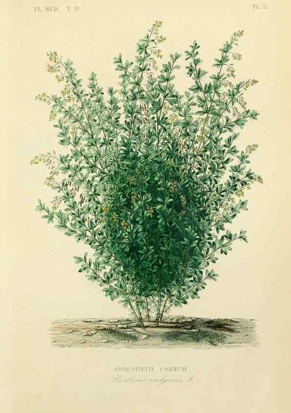 Reproducción/Reproduction 49583625451: Le Règne végétal;. Paris,L. Guérin,1870-72.. 