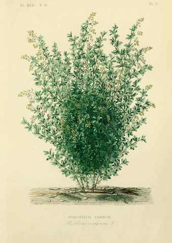 Reproducción/Reproduction 49583625451: Le Règne végétal;. Paris,L. Guérin,1870-72.. 