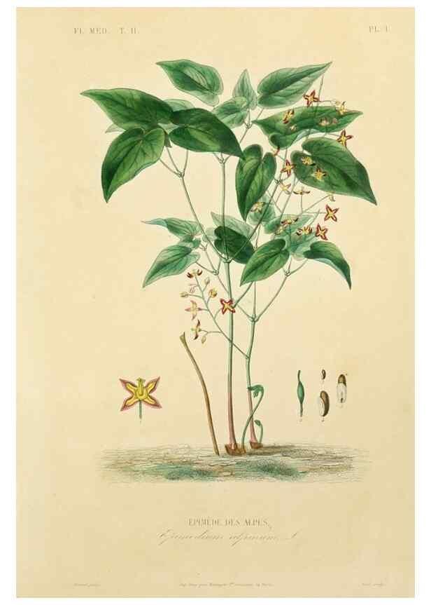 Reproducción/Reproduction 49583129878: Le Règne végétal;. Paris,L. Guérin,1870-72.. 