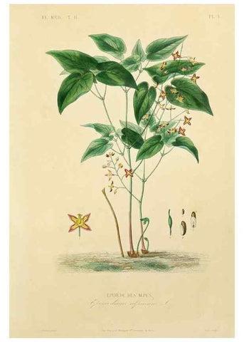 Reproducción/Reproduction 49583129878: Le Règne végétal;. Paris,L. Guérin,1870-72.. 
