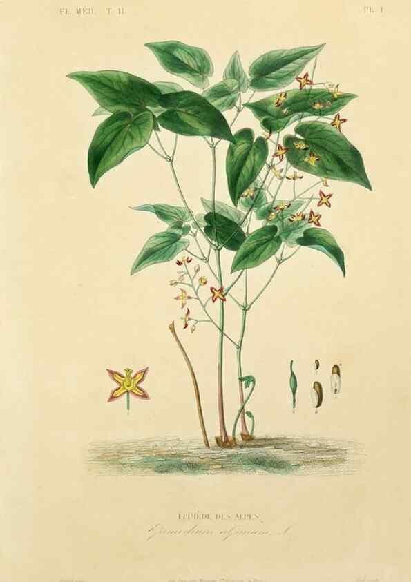 Reproducción/Reproduction 49583129878: Le Règne végétal;. Paris,L. Guérin,1870-72.. 