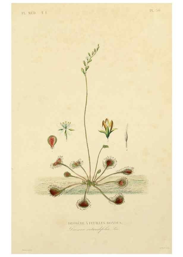 Reproducción/Reproduction 49583524801: Le Règne végétal;. Paris,L. Guérin,1870-72.. 