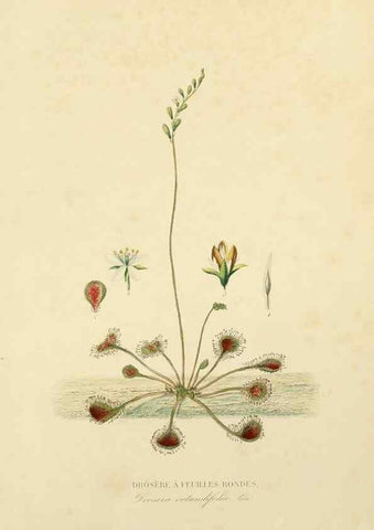 Reproducción/Reproduction 49583524801: Le Règne végétal;. Paris,L. Guérin,1870-72.. 